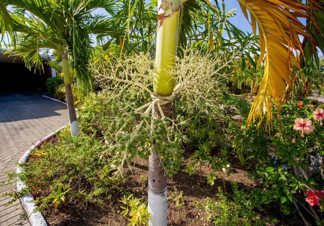 Nature'S Choice Home Richmond Palms, Jamaica Exterior photo