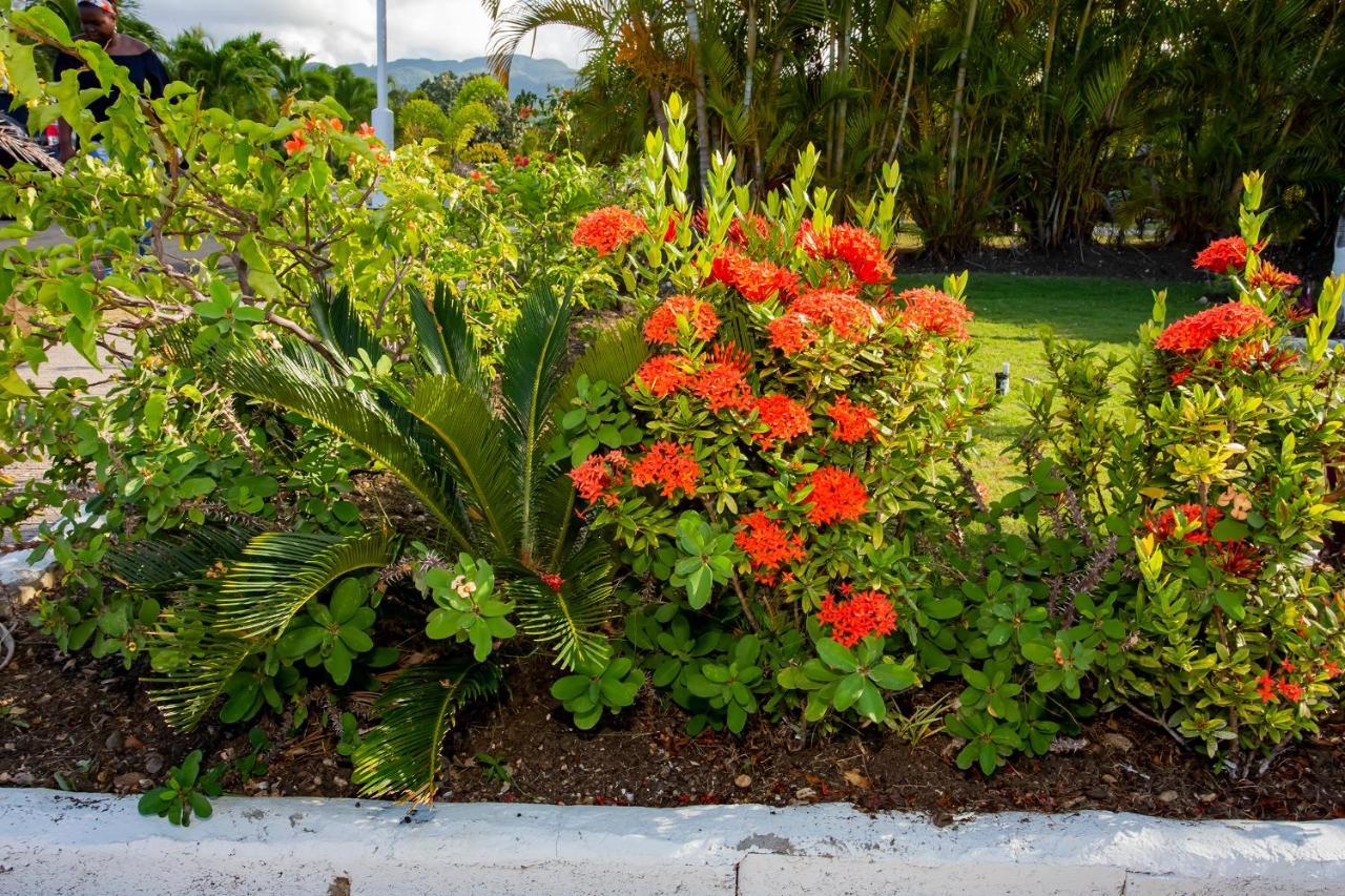 Nature'S Choice Home Richmond Palms, Jamaica Exterior photo